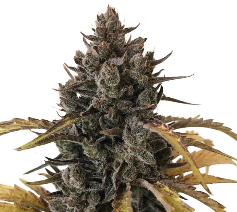 Chocolate Chunk Autoflower