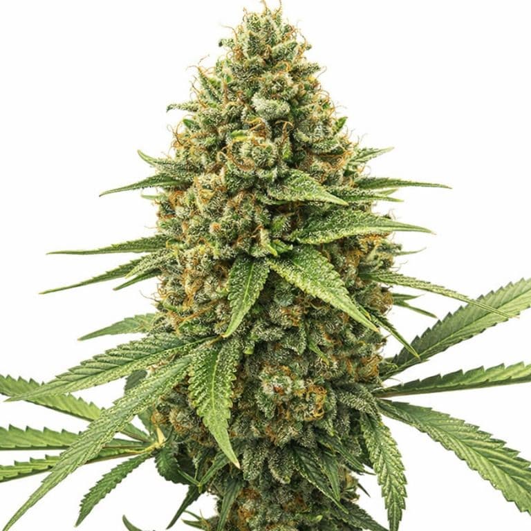 Chocolate Kush cannabis seeds packaging — Royal King Seeds Canada