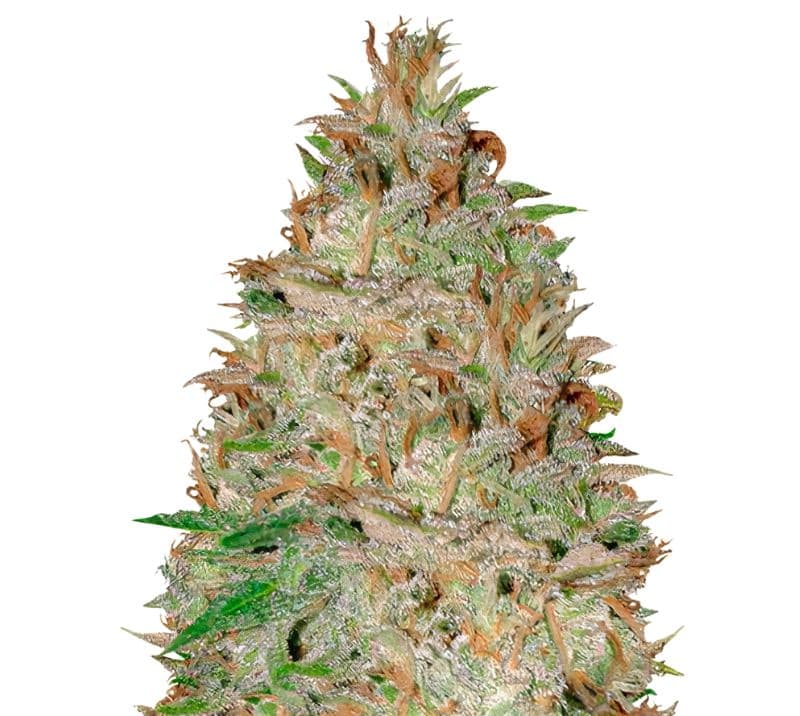 Chocolate Orange Feminized