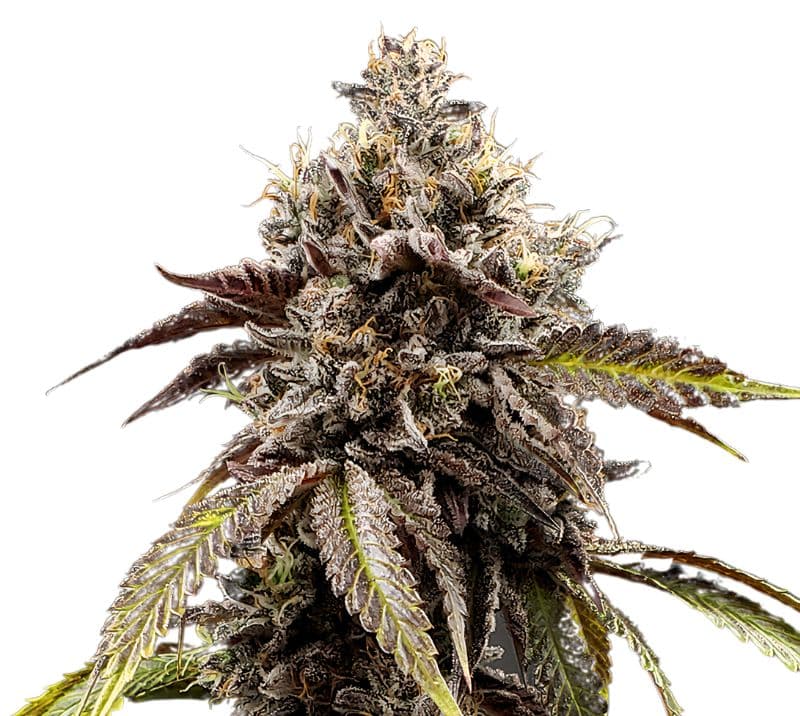 Chocolate Thai Feminized