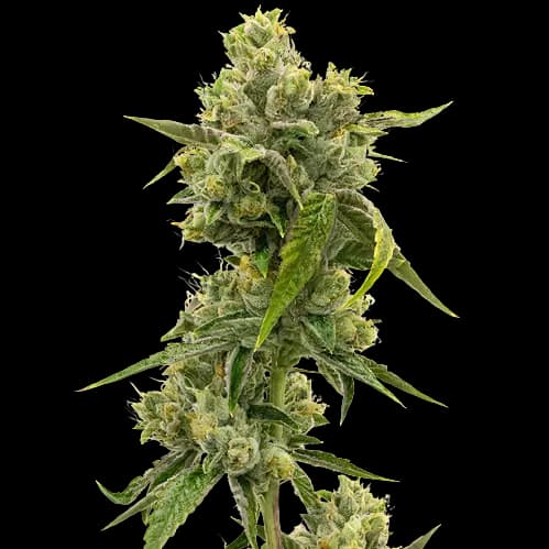 CHR Super OG Feminized