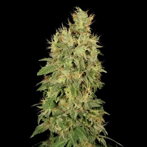 Chronic Feminized
