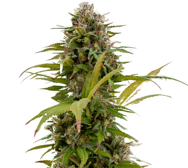 Chronic Thunder cannabis seeds packaging — Royal King Seeds Canada