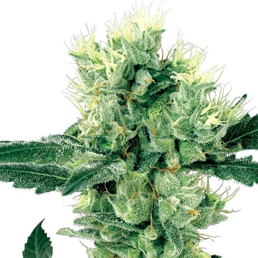 Chupacabra Autoflower