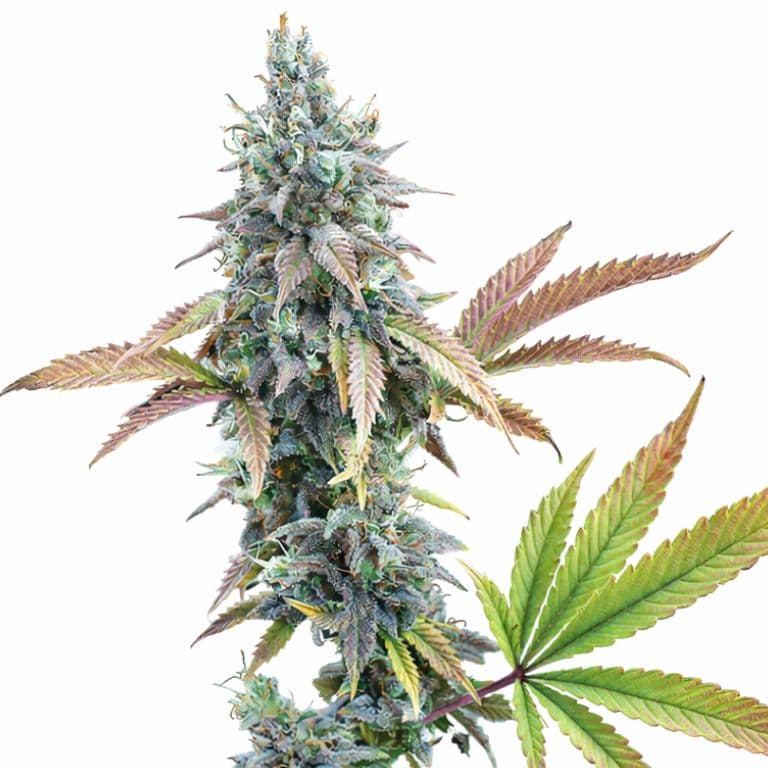 Cinderella 99 cannabis seeds packaging — Royal King Seeds Canada