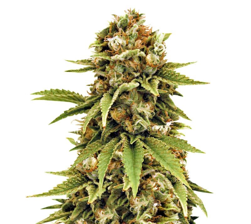 Cluster Bomb cannabis seeds packaging — Royal King Seeds Canada