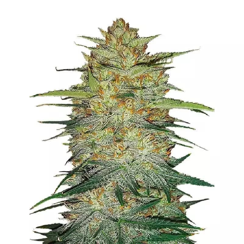 Cold War Kush Feminized