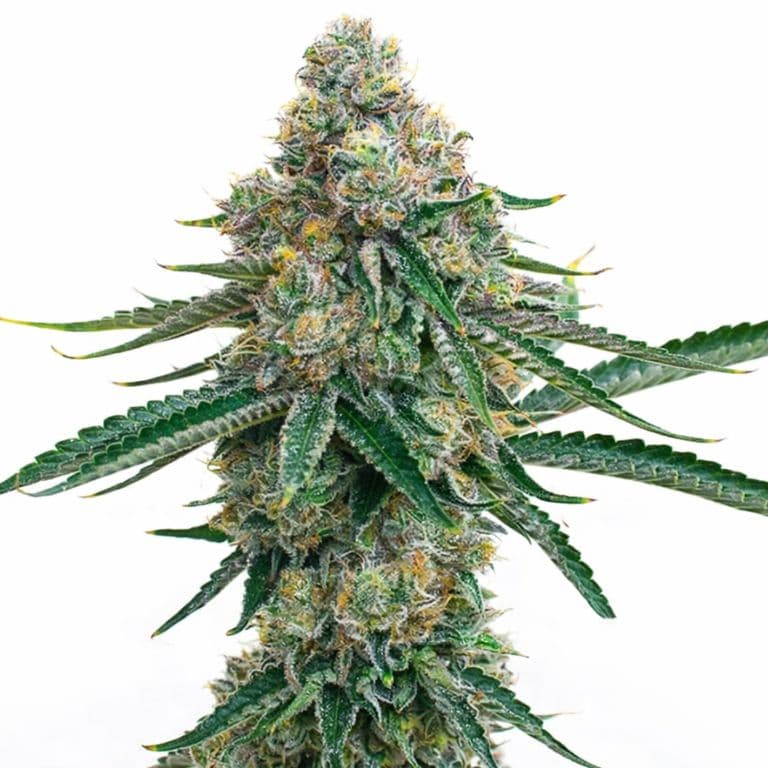 Colorado Bubba Feminized