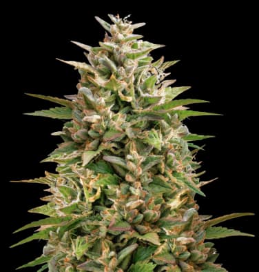 Colorado Clementines Feminized