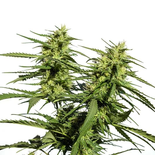 Confidential Wreck cannabis seeds packaging — Royal King Seeds Canada