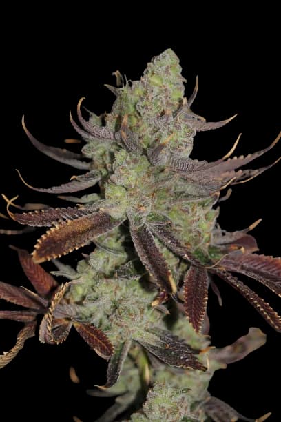 Conspiracy Kush Feminized