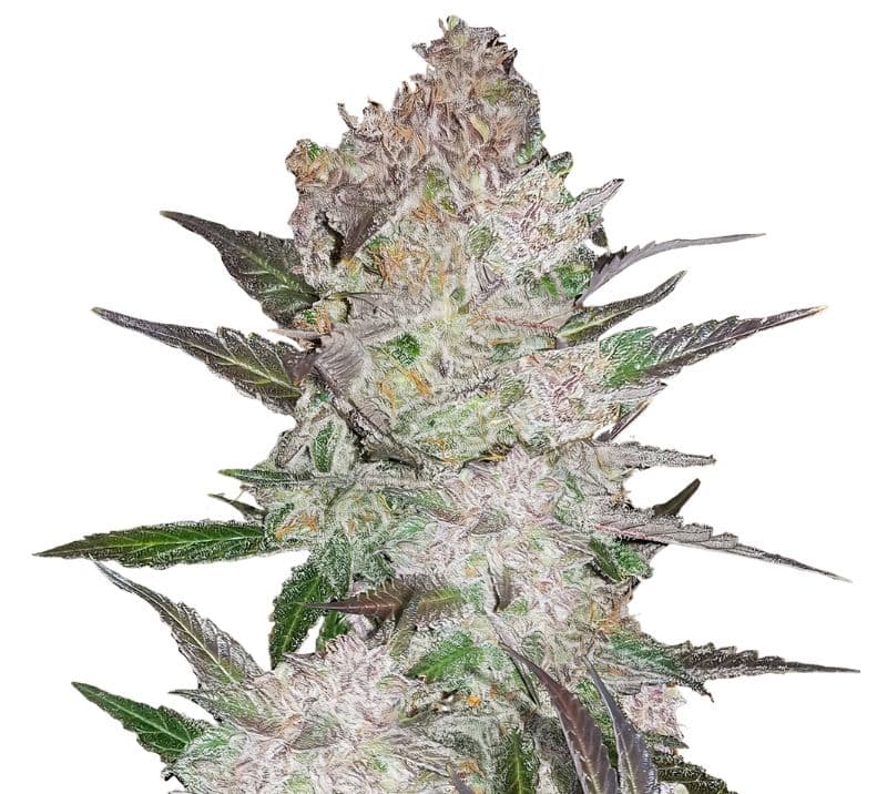 Cookie Wreck Autoflower