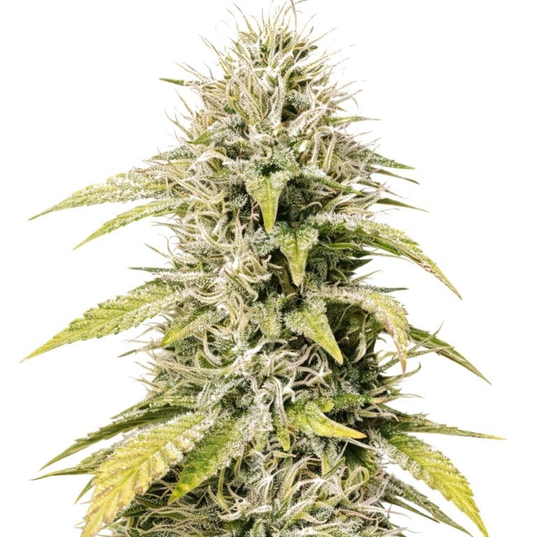 Cookies and Cream Feminized