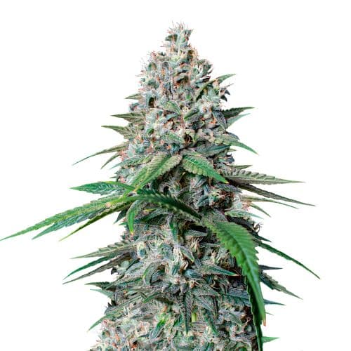 Cookies Gelato Autoflower