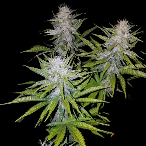 Cookies Kush Feminized
