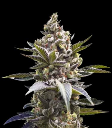 Cornbread cannabis seeds packaging — Royal King Seeds Canada