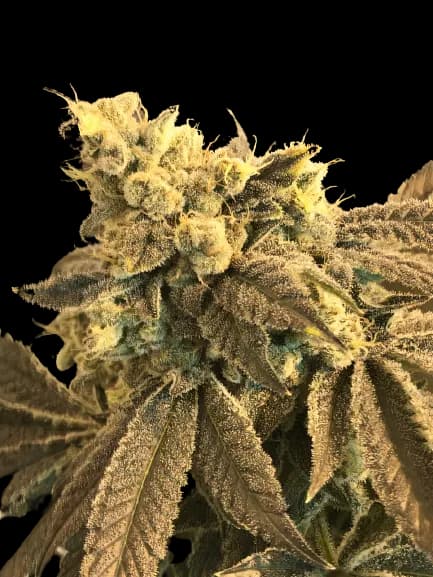 Cowboy Kush Feminized