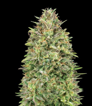 Cracker Jack Feminized