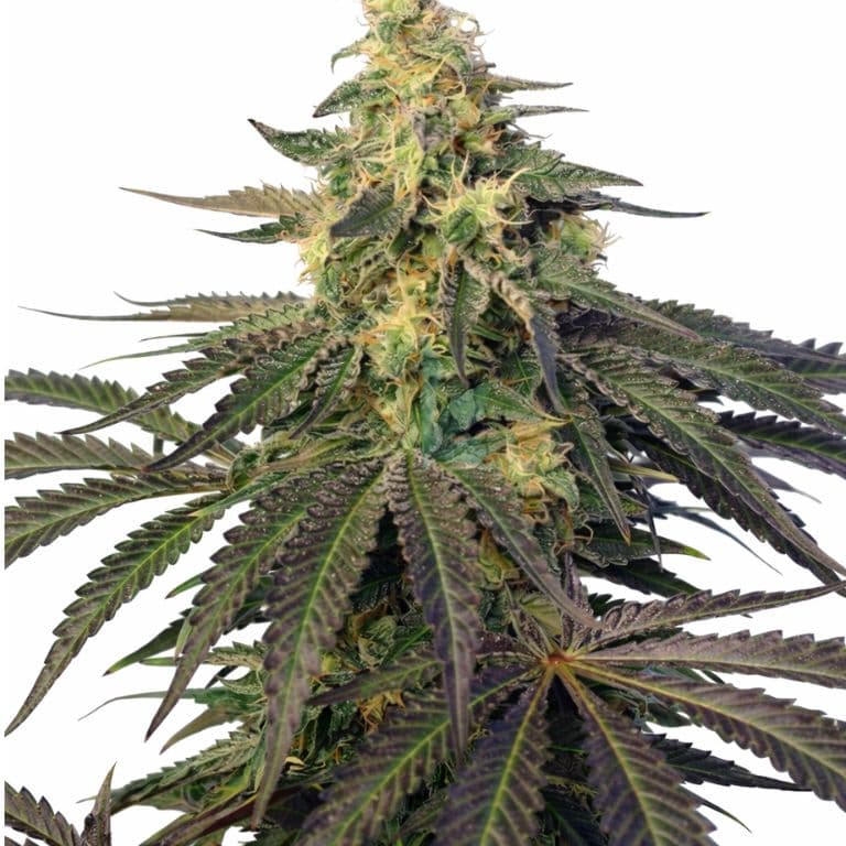 Cream Caramel Autoflower