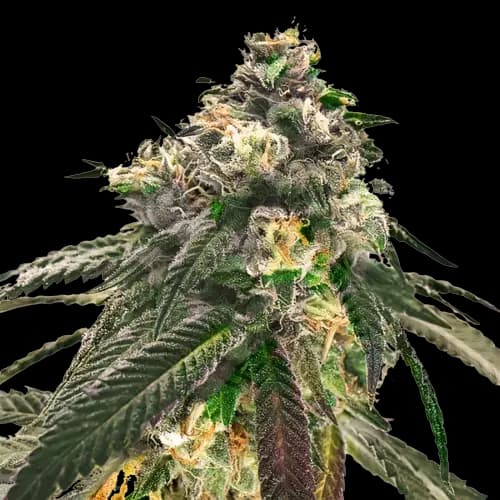 Critical Fast Bud Autoflower