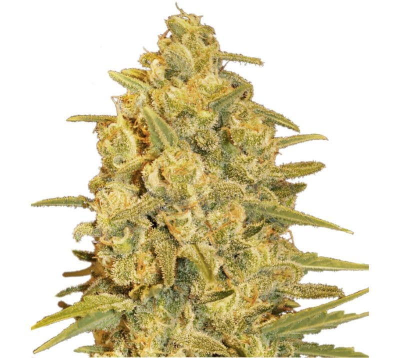Critical Sensi Star Feminized