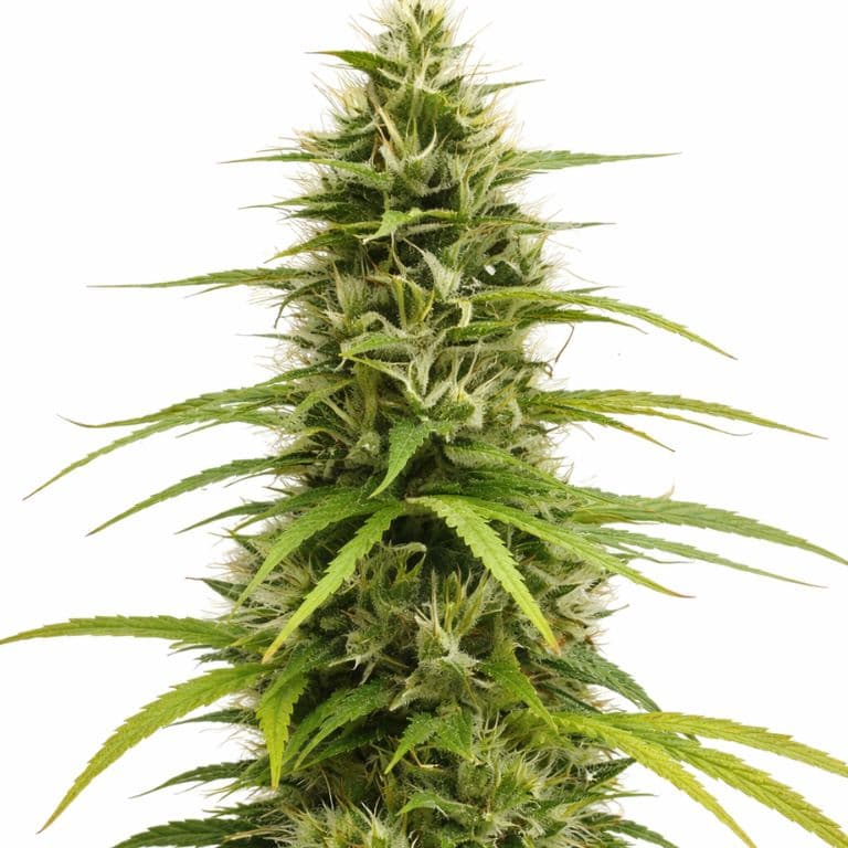 Crouching Tiger Hidden Alien Autoflower