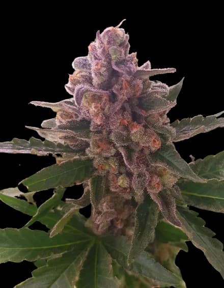 Crown Royale Autoflower