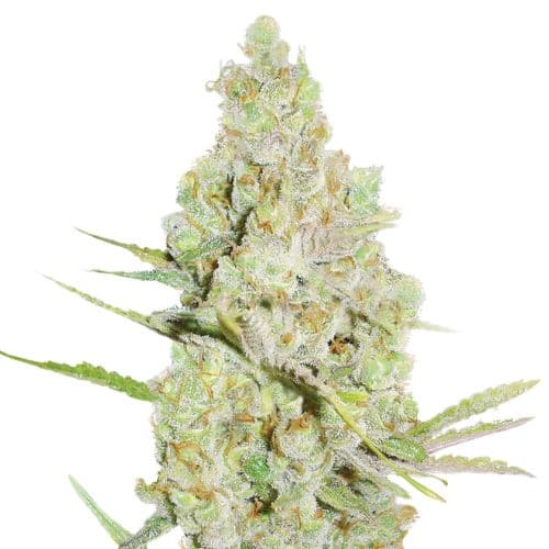Crystal Coma Autoflower