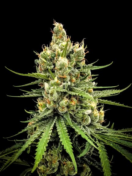 Dairy Queen Autoflower