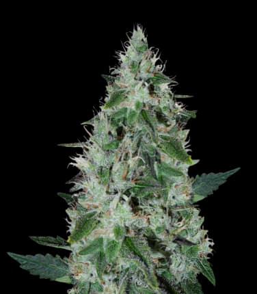 Dakini Kush cannabis seeds packaging — Royal King Seeds Canada