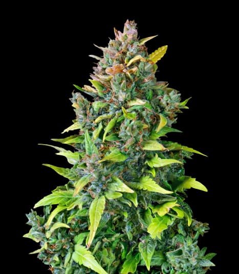 Dance World CBD Feminized