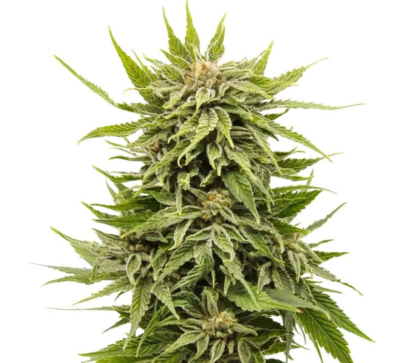 Dank Schrader Feminized