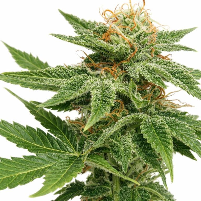 Dank Sinatra Autoflower