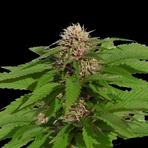 Danky Doodle cannabis seeds packaging — Royal King Seeds Canada