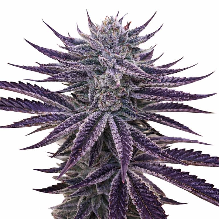 Dark Side of the Moon Autoflower