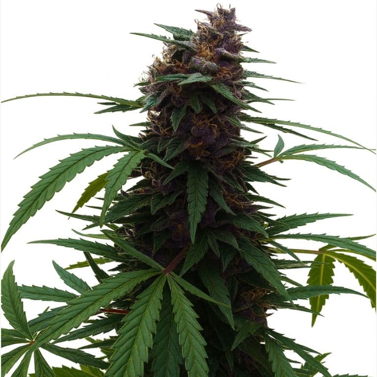 Darth Vader cannabis seeds packaging — Royal King Seeds Canada