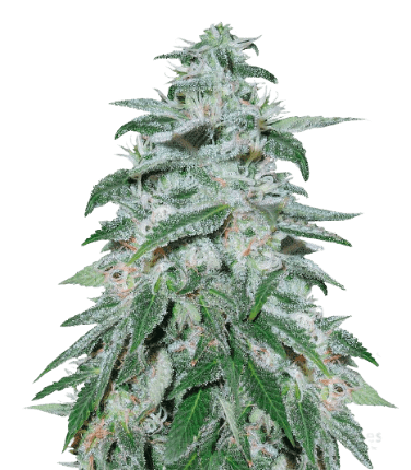 Darth Vader OG Feminized