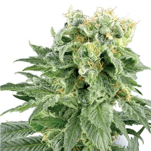 Dawgfather OG Feminized