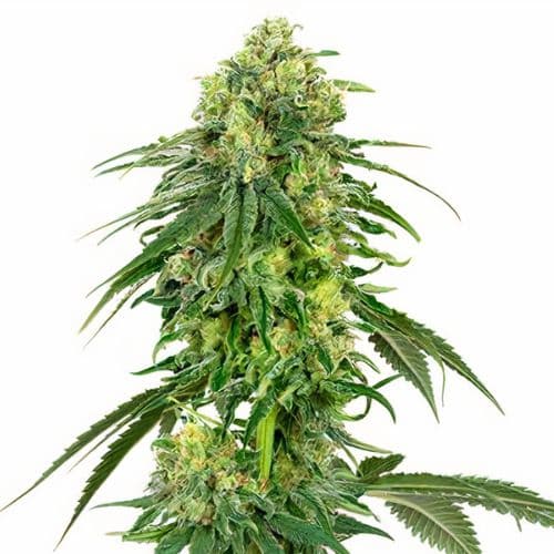 Deadhead OG Feminized