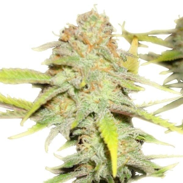 Death Star OG Auto