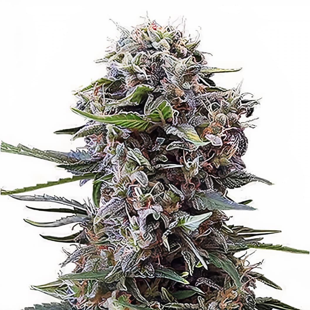 Denver Maple cannabis seeds packaging — Royal King Seeds Canada
