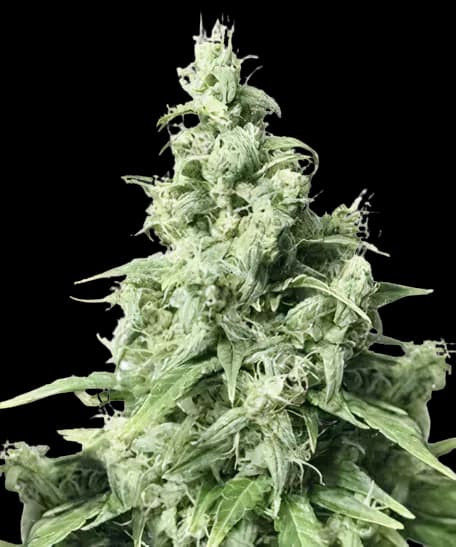 Diamond Valley Kush Feminized