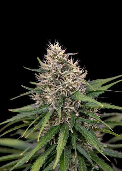 Digweed cannabis seeds packaging — Royal King Seeds Canada