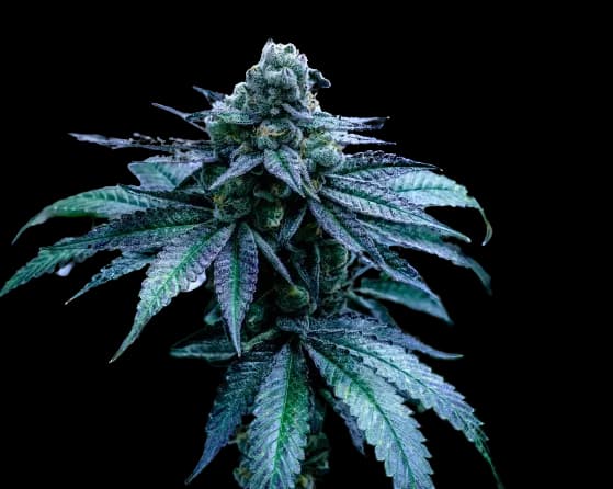 Disney Blue Feminized