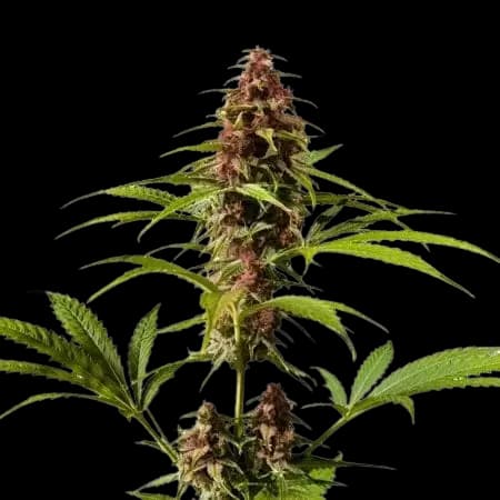 DJ Short Blueberry Feminized