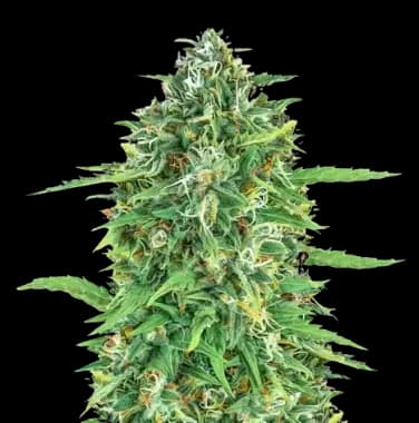 Dogwalker OG Autoflower