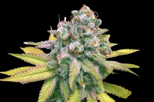 Dream Police Feminized