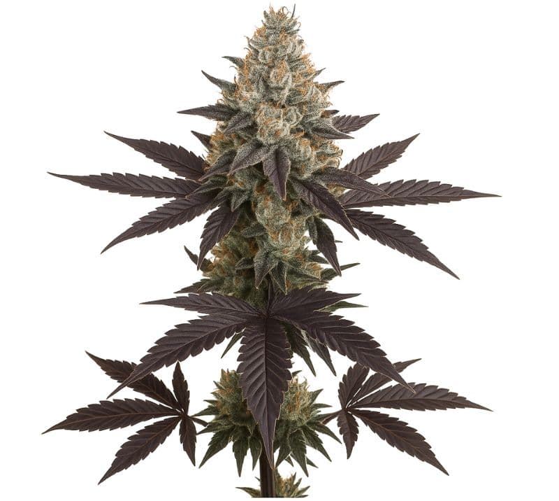 Dream Queen Autoflower