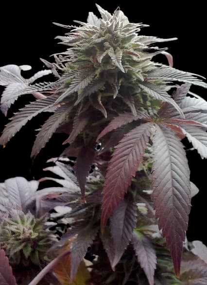 Durga Mata Feminized