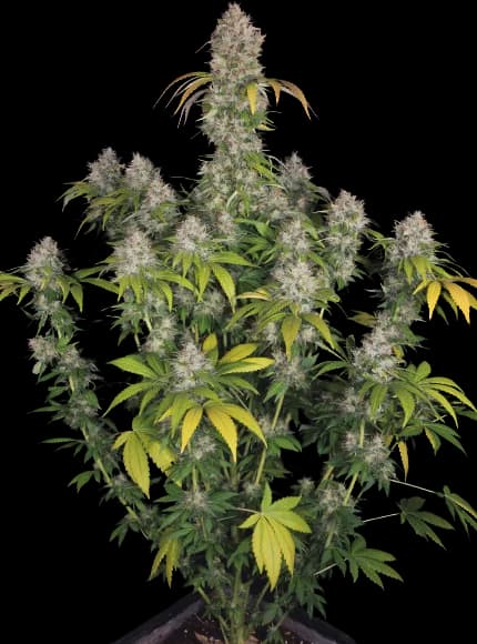 Dutch Kush Autoflower